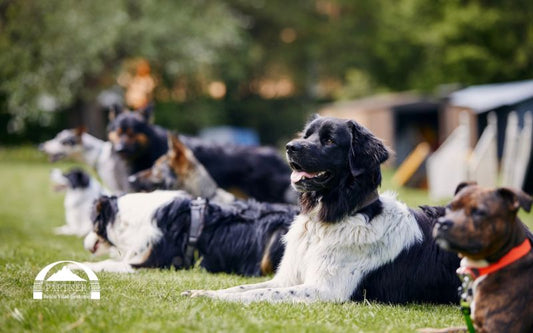 Als Reico Vertriebspartner das Geschäft in deinem Tierberuf einbauen