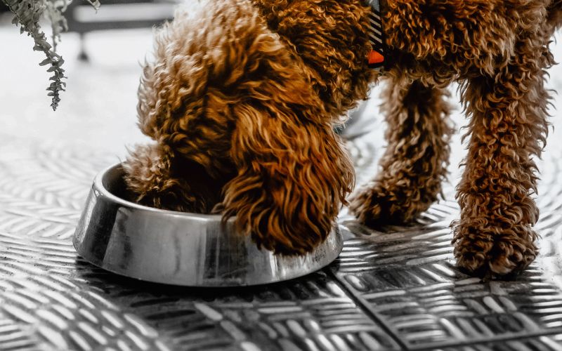 Community-Test: Ist Platinum Hundefutter wirklich so gut? – Jetzt gibt's Antworten!