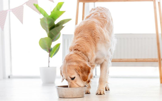 Community-Test: Royal Canin Hundefutter – was steckt wirklich drin?