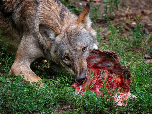 Die Bedeutung einer artgerechten Hundemahlzeit für das Wohlbefinden deines Vierbeiners