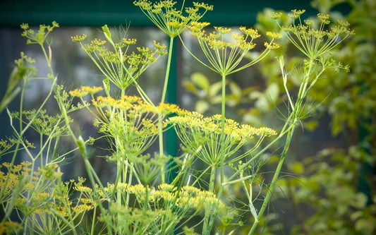 Die Kraft der Natur von Holunder und Fenchel im Hundefutter