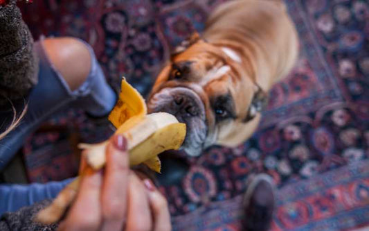 Dürfen Hunde Bananen essen?