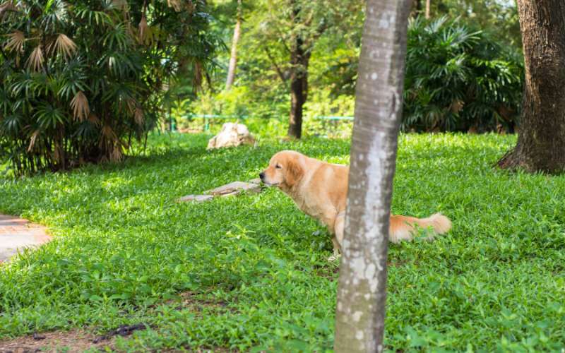 Hund Und Mensch Gleichzeitig Durchfall