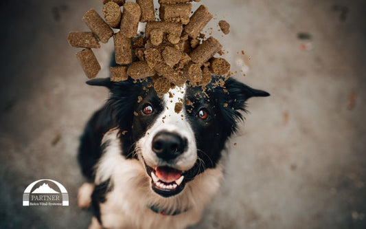 Futterproben: Warum sie kein Garant für Verträglichkeit bei Hunden sind