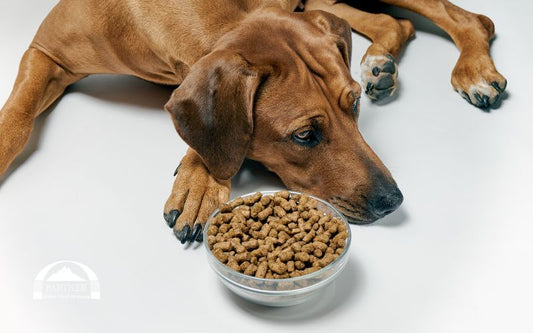 Getreidefreies Hundefutter oder nicht? Die Wahrheit über Getreide im Futter