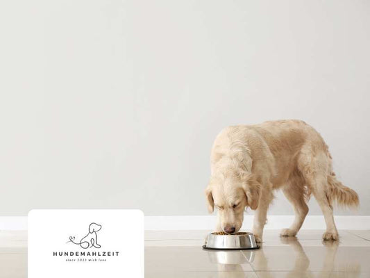 Hunde richtig ernähren