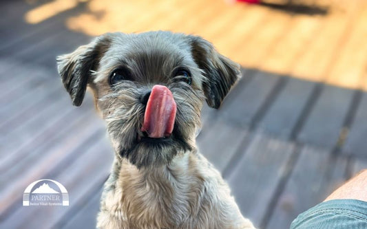 Hundefutter günstig und gut – gibt es das wirklich?