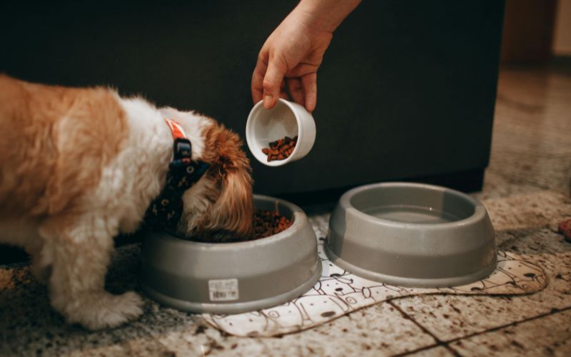 Hundefutter im Test  warum du dich nicht auf Verpackungsangaben verla   Reico