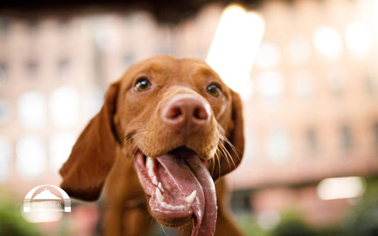 Hundefutter mit Lachs – jetzt wird’s gesund
