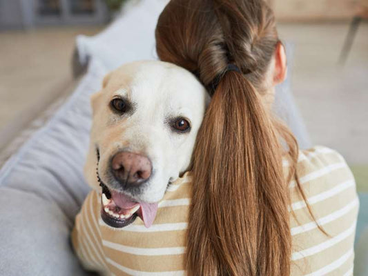 Hundehalter sind überfragt - welches Hundefutter ist für meinen Hund gesund?