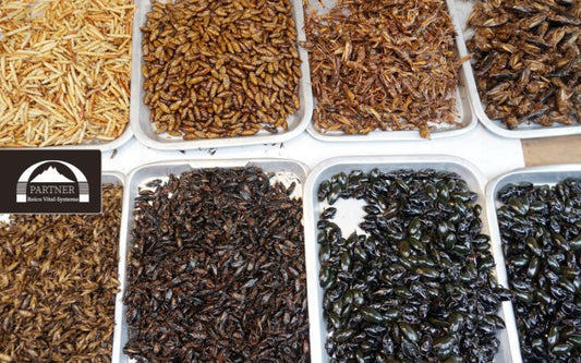 Insektenprotein im Hundefutter – Nachhaltige Alternative oder nur ein Trend?