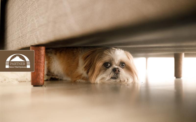 Mein Hund hat Angst an Silvester - was tun?