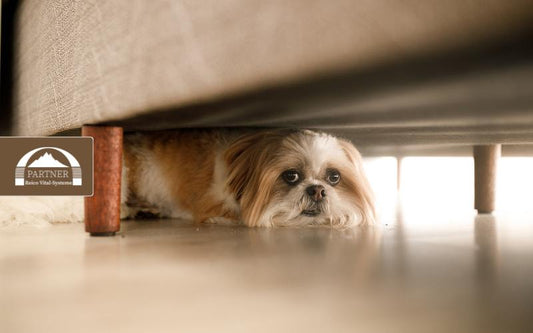 Mein Hund hat Angst an Silvester - was tun?