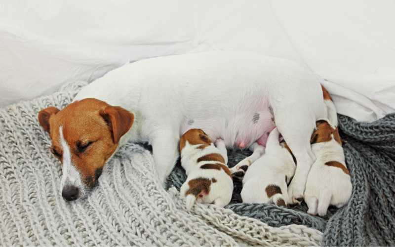 Gesäugeentzündung (Mastitis) bei säugenden Hündinnen: Ursachen, Symptome und Behandlung