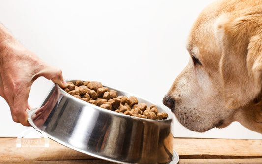 Nassfutter oder Trockenfutter – was ist wirklich besser?