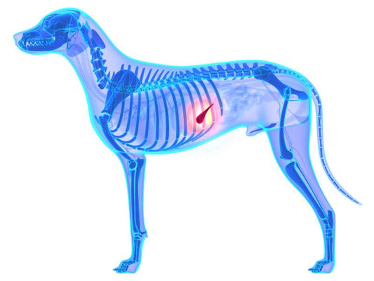 Pankreatitis beim Hund - Bauchspeicheldrüsenentzündung