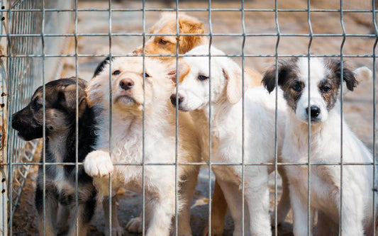 Tierschutz beginnt beim Futter – Warum artgerechte Ernährung so wichtig ist
