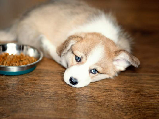 Warum billiges Hundefutter unsere treuen Freunde krank macht