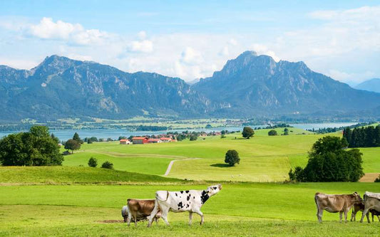 Wo wird Reico Hundefutter hergestellt?