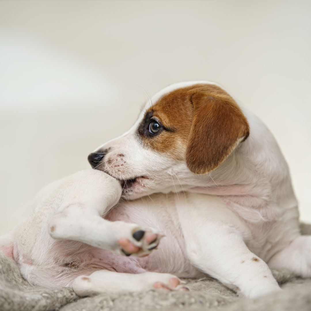 Allergie- und Unverträglichkeitstest für Hunde