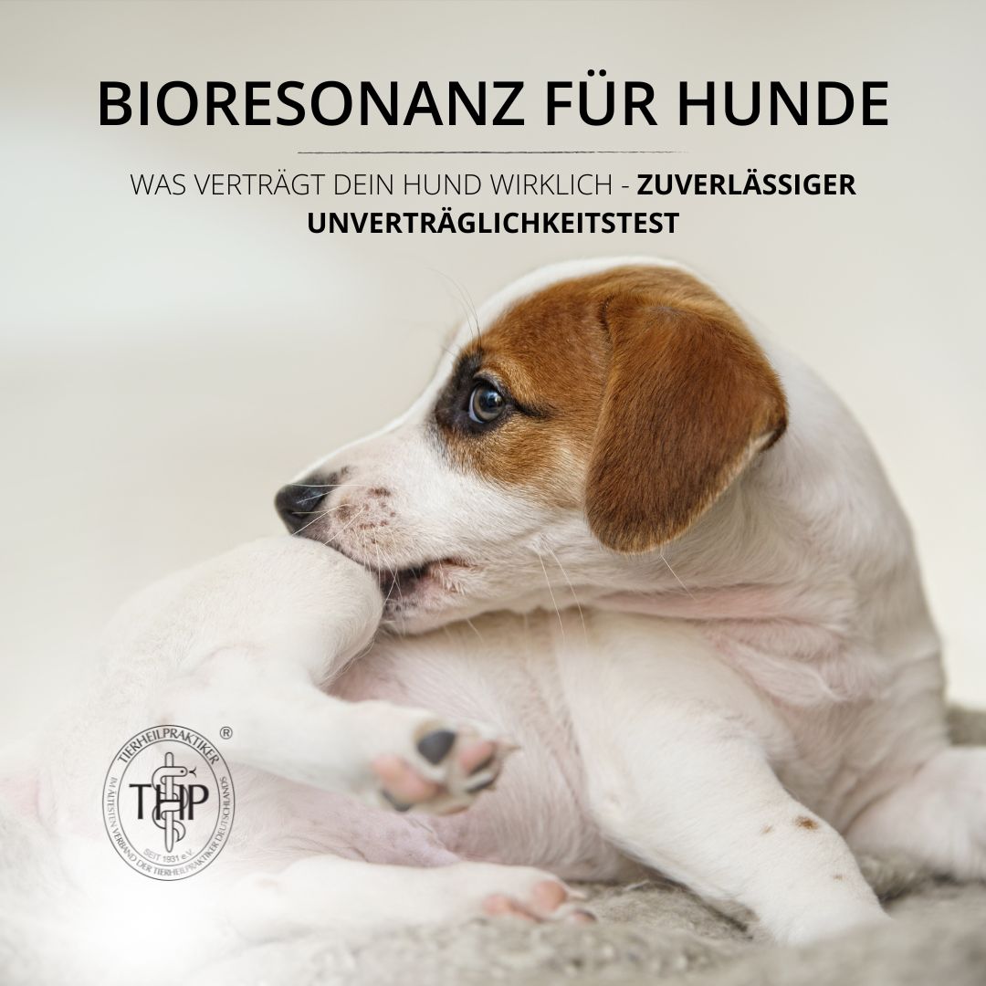 Allergie- und Unverträglichkeitstest für Hunde