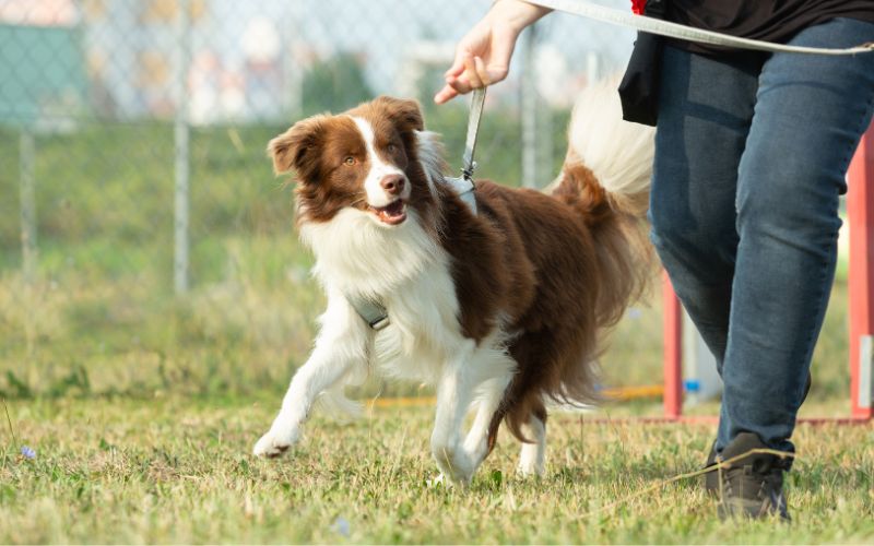 Als Hundeschule den Start mit Reico optimal beginnen – so geht’s