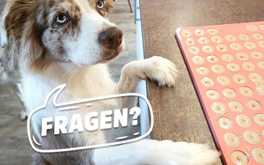 Backmatten für Hundeleckerlis: Ein Trend, den du kennen solltest