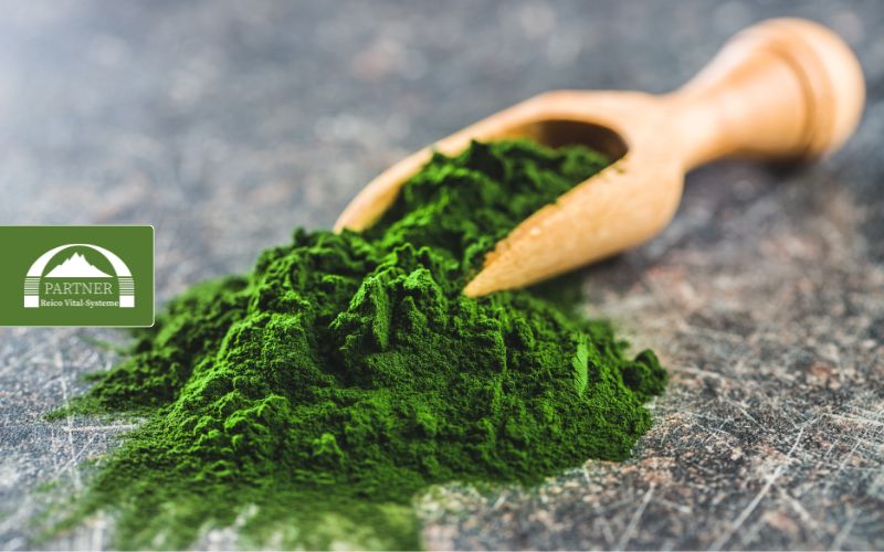 Welche Wirkung hat Chlorella im Aufbau-Vital Plus von Reico?