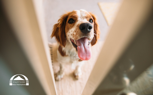 Der art gerecht sein - was bedeutet es im Bezug zum Hundefutter