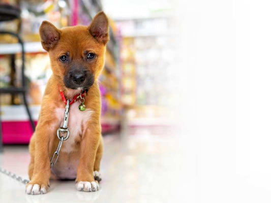 Die Suche nach Reico Hundefutter im Fressnapf? Die Antwort!