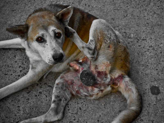 Die Verbindung zwischen Hundefutter und Hautkrankheiten: Ein Leitfaden für besorgte Hundebesitzer