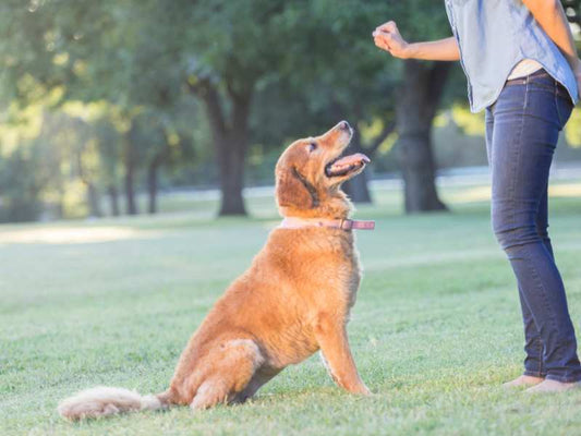 Die Wichtigkeit der Ernährung beim Hundetraining: Ein Leitfaden für Tierliebhaber