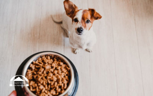 Warum die schonende Erhitzung von Hundefutter so wichtig ist – und wie sie deinen Hund unterstützt
