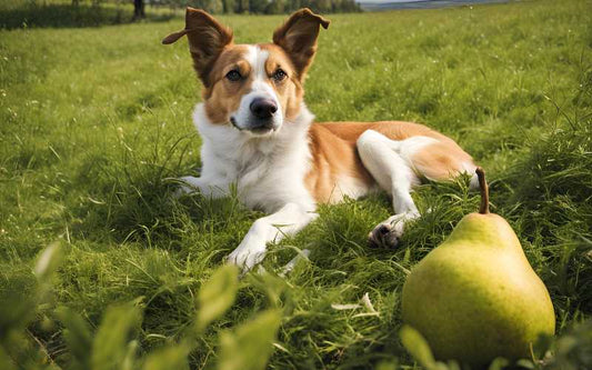 Dürfen Hunde Birne essen - wenn ja, ist es im Hundefutter?