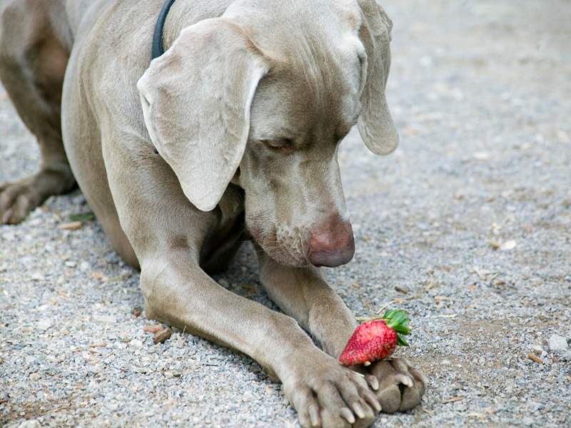 Dürfen Hunde Erdbeeren essen? Eine genaue Betrachtung der süßen Versuchung