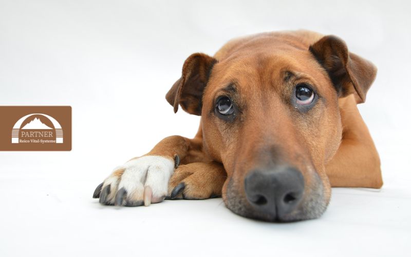 E 310 Propylgallat im industriellen Hundefutter – ein bedenklicher Zusatzstoff?