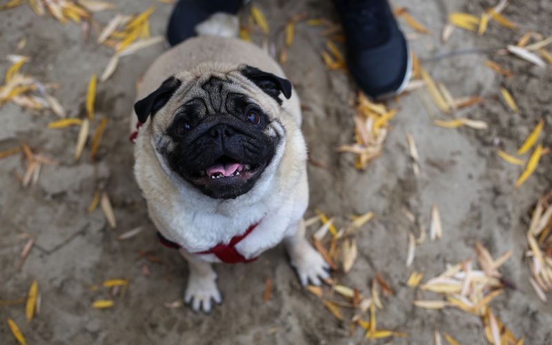 Ein Hund braucht nicht jeden Tag etwas Neues – das denkt der Mensch