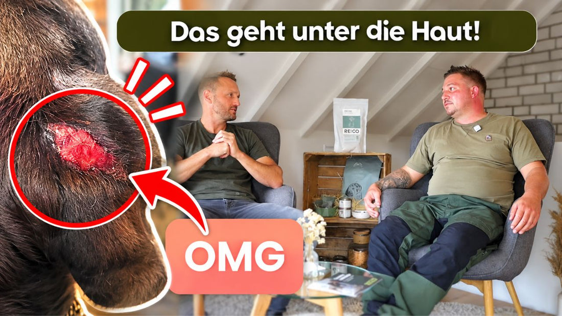 Cane Corso blutig gekratzt - Hundetrainer Timo kennt die Ursache und behandelt