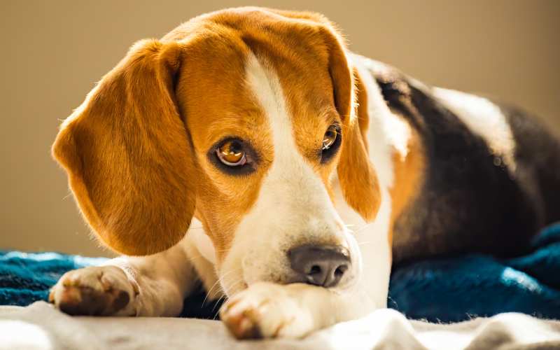 Es muss aufhören! Allergien und Unverträglichkeiten bei Hunden durch industrielles Hundefutter