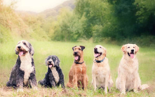 Du hast einen Hund? Dann gehörst du zu den etwa 2.500 anderen Kaarster, die ebenfalls einen oder mehrere Hunde besitzen.