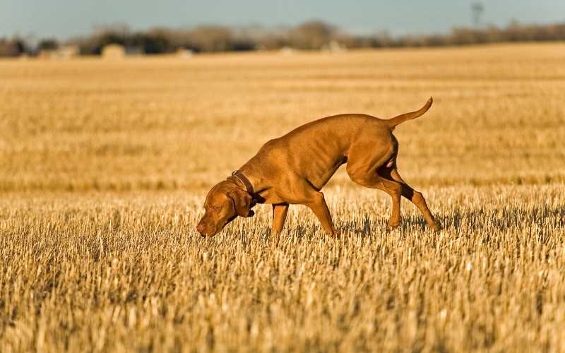 Getreidefrei vs. Glutenfrei: Was du über Hundefutter wissen musst