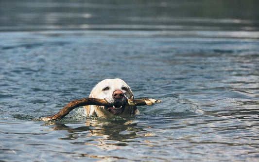 Giardien beim Hund - was du sofort tun solltest