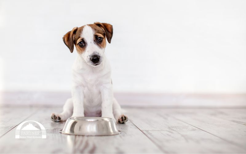 Gutes Futter für kleine Hunde: Darauf solltest du achten