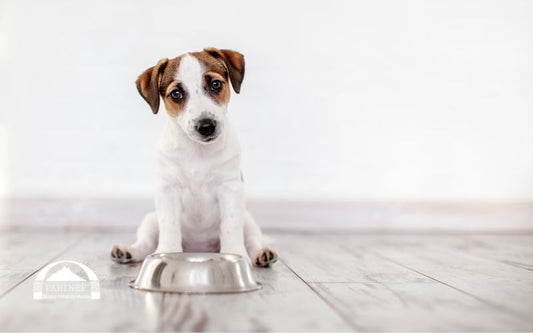 Gutes Futter für kleine Hunde: Darauf solltest du achten