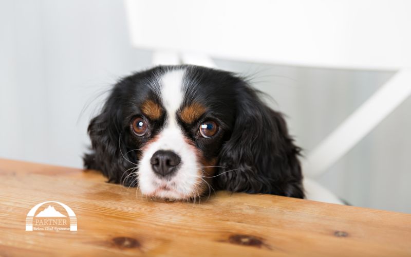 Häufige Fragen zu Reico Hundefutter: Preise, Bestellung & Vertriebspartner einfach erklärt