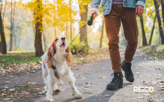 Herbstspaziergänge mit Hund: So wird die goldene Jahreszeit zum entspannten Erlebnis