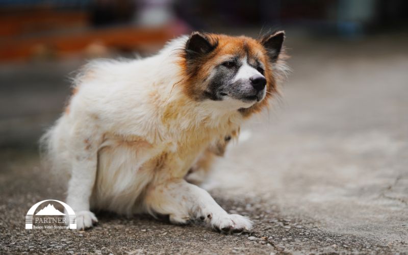 Hund fährt Schlitten – juckt ihm der Po?