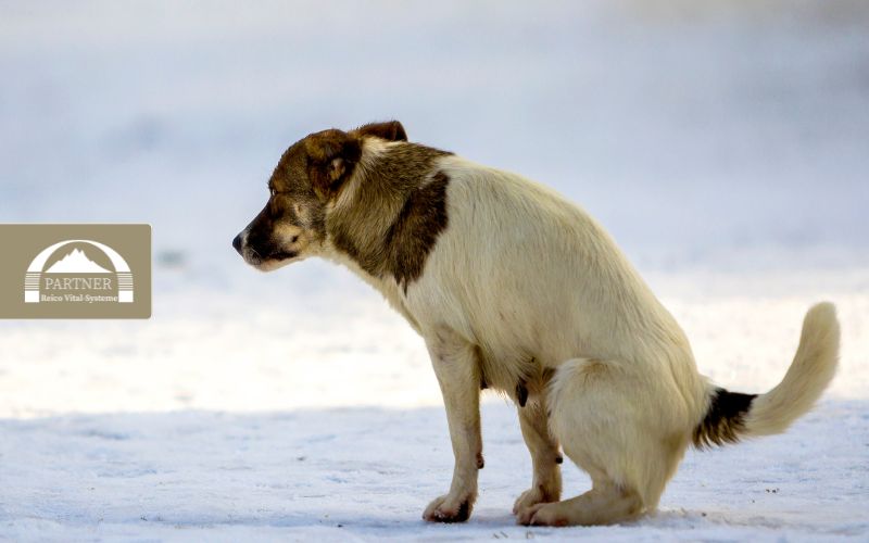 Hund hat Durchfall und frisst nicht: Was tun?
