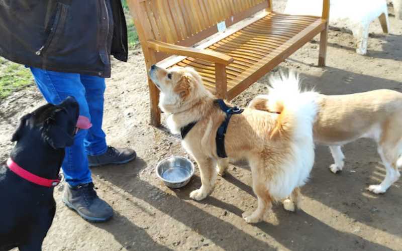 Hundewiese in Kaarst-Vorst