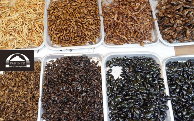 Insektenprotein im Hundefutter – Nachhaltige Alternative oder nur ein Trend?